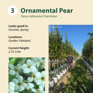 Ornamental Pear / Pyrus calleryana Chanticleer ~ 2.75-3.0m