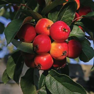 The fruit of Malus Red Sentinel in detail