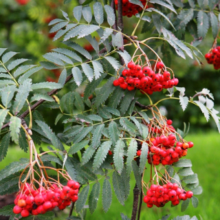 Sorbus aucuparia Asplenifolia fruits