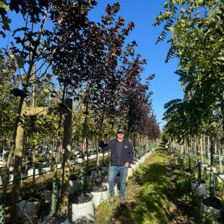 Acer crimson king batch photo - Medium sized 2025