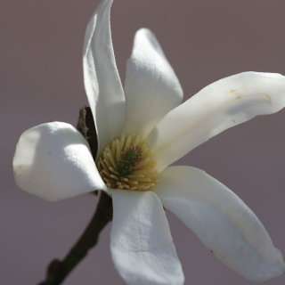The pretty flower of Magnolia kobus in detail