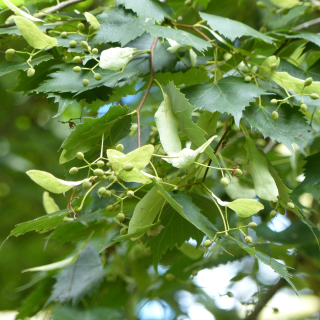 Foliage and flowers