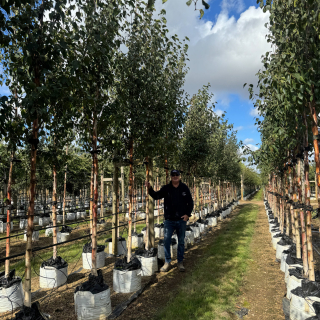 Medium Batch Photo 2025