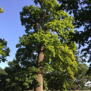Mature specimen - Castanea sativa sweet chestnut