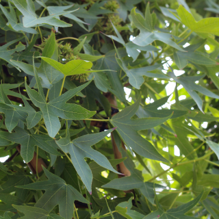 Summer Liquidambar Foliage