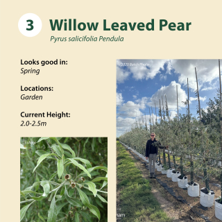 Tree 3:  Willow Leaved Pear / Pyrus salicifolia Pendula ~ 2.0-2.5m