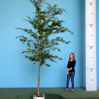 Scaled image of Japanese hornbeam size medium