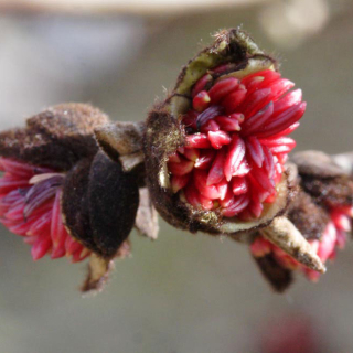 Parrotia persica Persian Spire Flowers