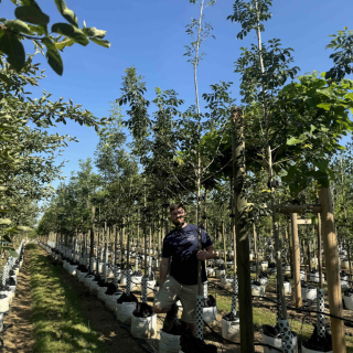 Fraxinus Ornus 2024 batch photo