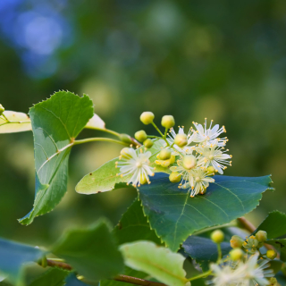 Foliage and flowers