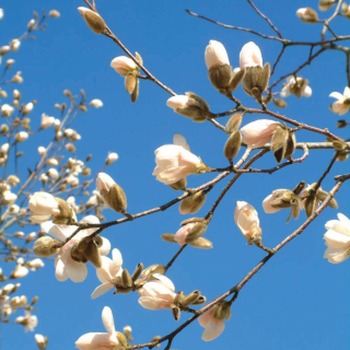 Merrill Magnolia Flower
