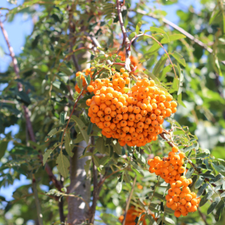 Cardinal Royal Berries