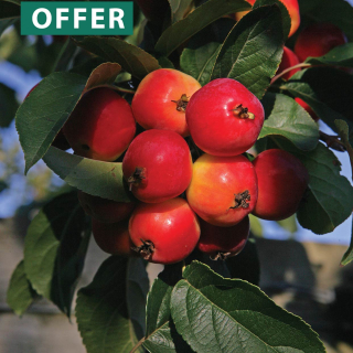 The fruit of Malus Red Sentinel in detail
