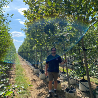 Medium-sized Sycamore trees - 2026 Batch