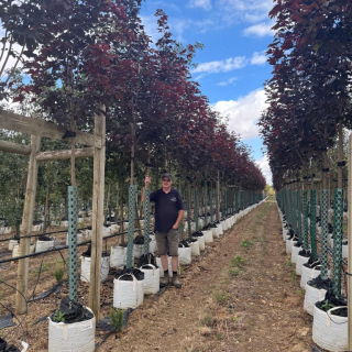 Acer crimson king batch photo - Medium sized 2026