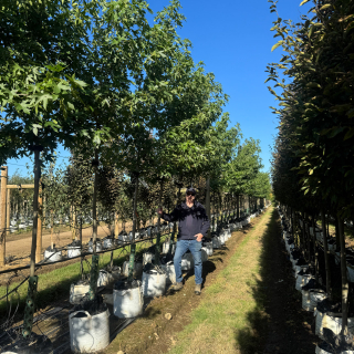 Medium Worplesdon Batch Photo 2025