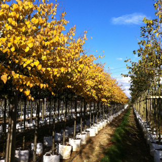 Autumn colour