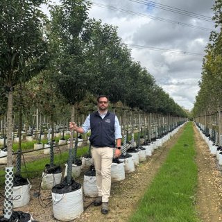 Portuguese Laurel trees, medium sized