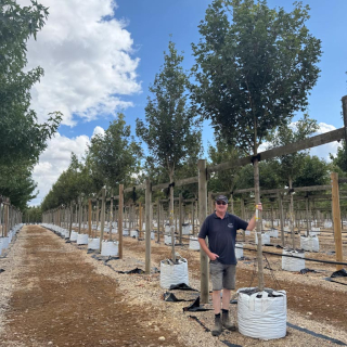 Instant Field Maple Elegant trees on the Barcham Trees nursery