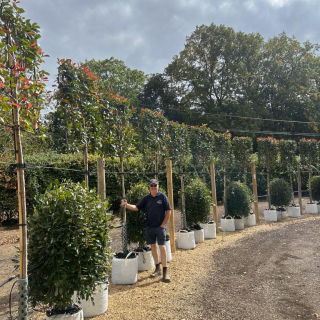 2026 Pleached Red Robin trees for instant screening