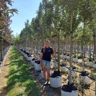 Fraxinus ornus 55L Batch photo 2025