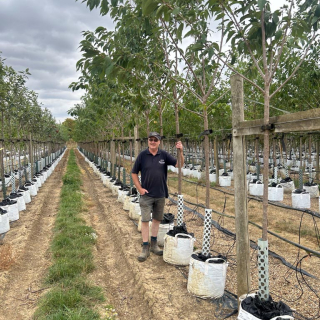 Prunus Kanzan Medium - Batch photo summer 2024