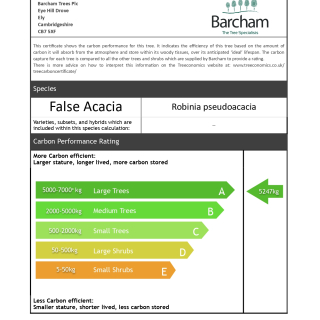 Carbon Rating