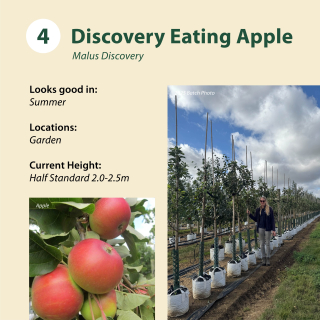 Discovery Eating Apple / Malus Discovery ~ Half Standard 2.0-2.5m