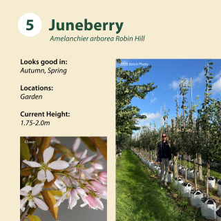 Juneberry / Amelanchier arborea Robin Hill ~ 1.75-2m