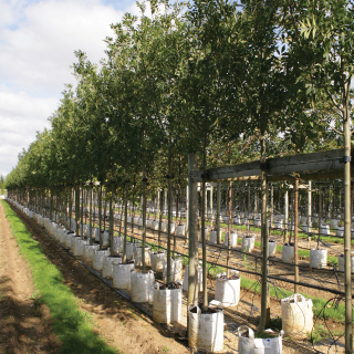 Medium Fraxinus excelsior Altena