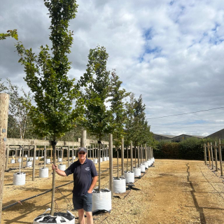 2026 Instant sized carpinus betulus hornbeam in winter