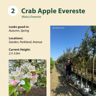 Tree 2:  Crab Apple Evereste / Malus Evereste ~ 2.5-3.0m