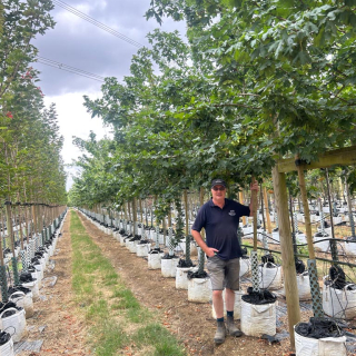 Medium-sized Acer campestre Elsrijk trees - 2026 Batch