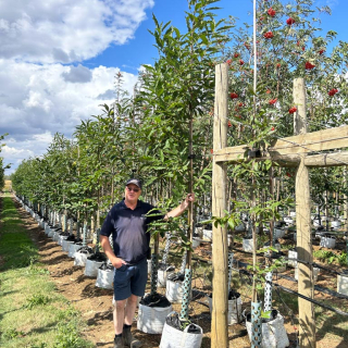 Medium-sized Sweet Chestnut trees - Batch photo 2026