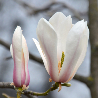 Magnolia Peppermint Stick Flowers
