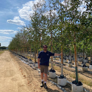 Medium-sized Downy Birch trees