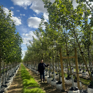 Medium batch photo 2025