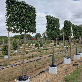 Medium pleached Cotoneaster