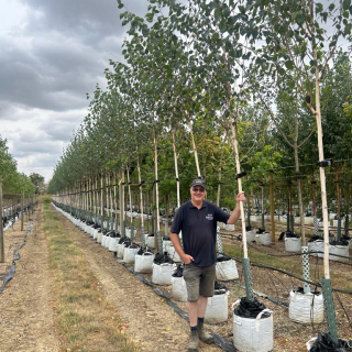 2026 Row of medium-feathered Betula utilis Jacquemontii trees at Barcham Trees nursery