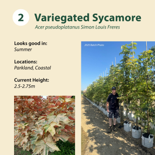 Tree 2: Variegated Sycamore / Acer pseudoplatanus Simon-louis Frères ~ 2.5-2.75m