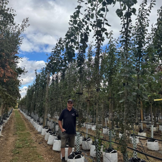 Row of medium-size Swedish Aspen trees at Barcham Trees nursery