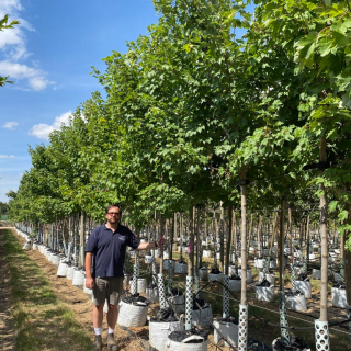 Row of medium-size Acer rubrum October Glory trees - 2026 Batch
