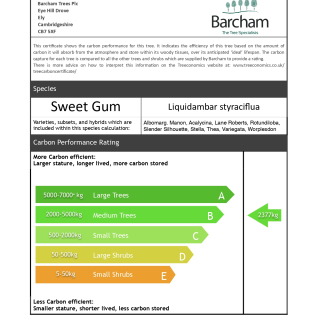 Carbon Rating