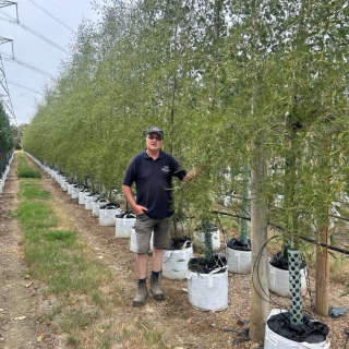 2026 Row of medium-size Alnus glutinosa Imperialis trees at Barcham Trees nursery