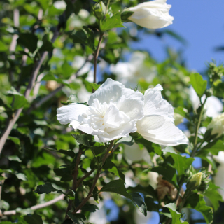 Hibiscus syriacus White Chiffon Flowers