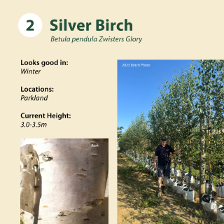 Silver Birch / Betula pendula Zwisters Glory ~ 3.0 -3.5m