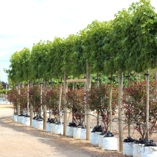 Row of medium-size Liquidambar styraciflua Worplesdon pleached trees - 2026