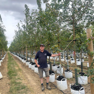 Medium-sized Acer campestre batch photo 2026