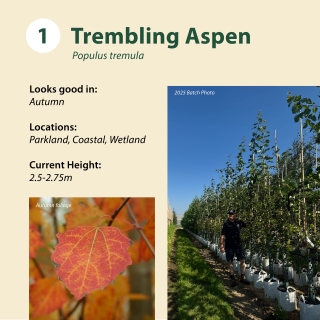 Trembling Aspen / Populus tremula ~ 2.5-2.75m