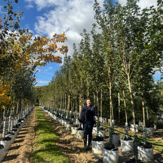 Acer campestre Elegant Medium Batch Photo 2025